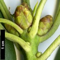 SpeciesSub: subsp. anhweiense